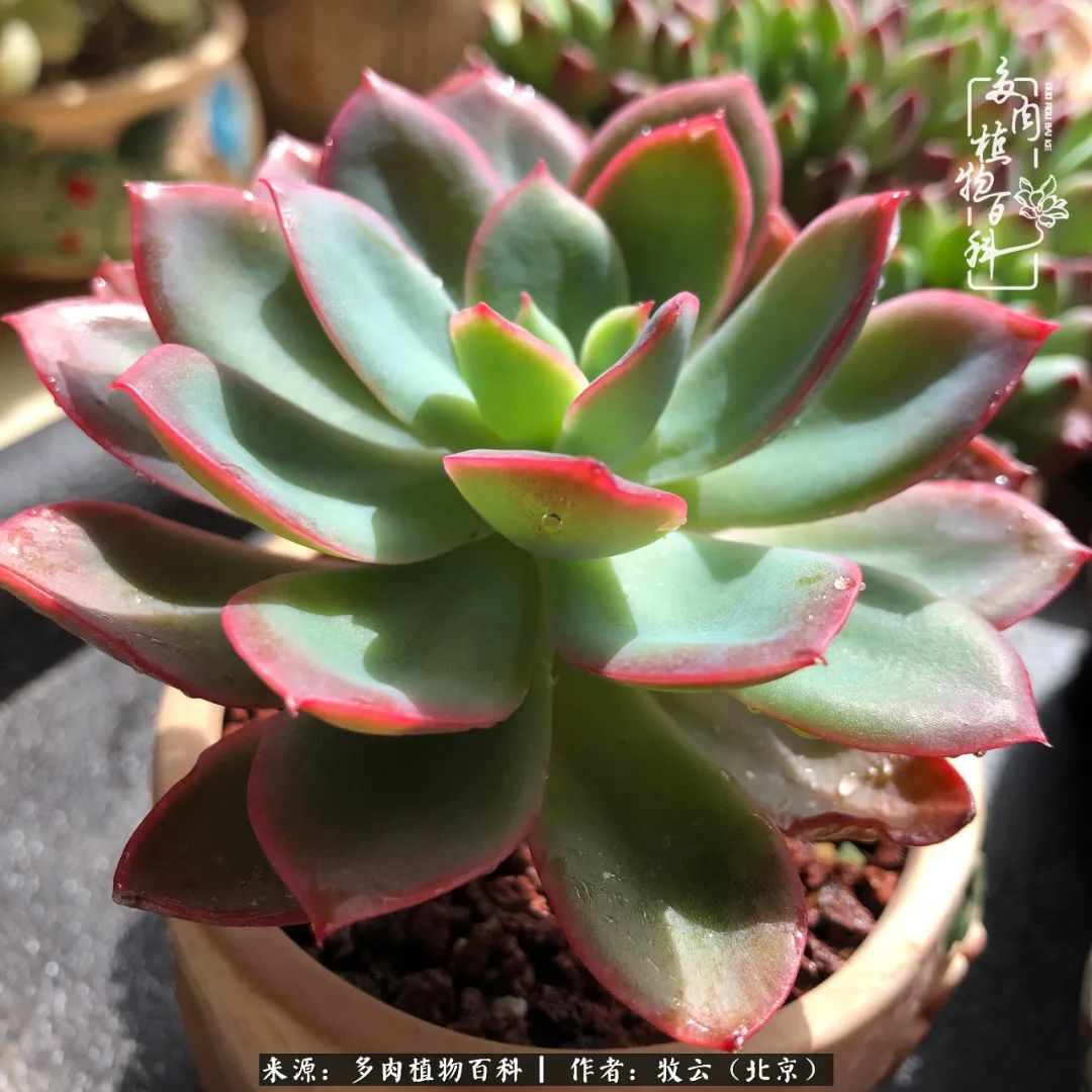 多肉植物生活,多肉生活充满诗意