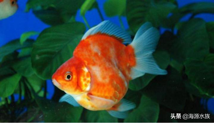 金鱼到底要水多点好还是少点好,养金鱼多久喂一次食多久换一次水