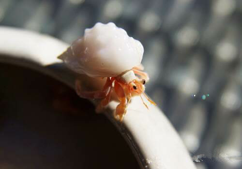 中国海鲜河鲜,市场河鲜海鲜种类大全