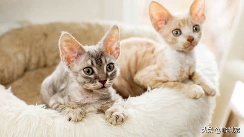 100元人民币的猫,身价不菲的猫排行榜