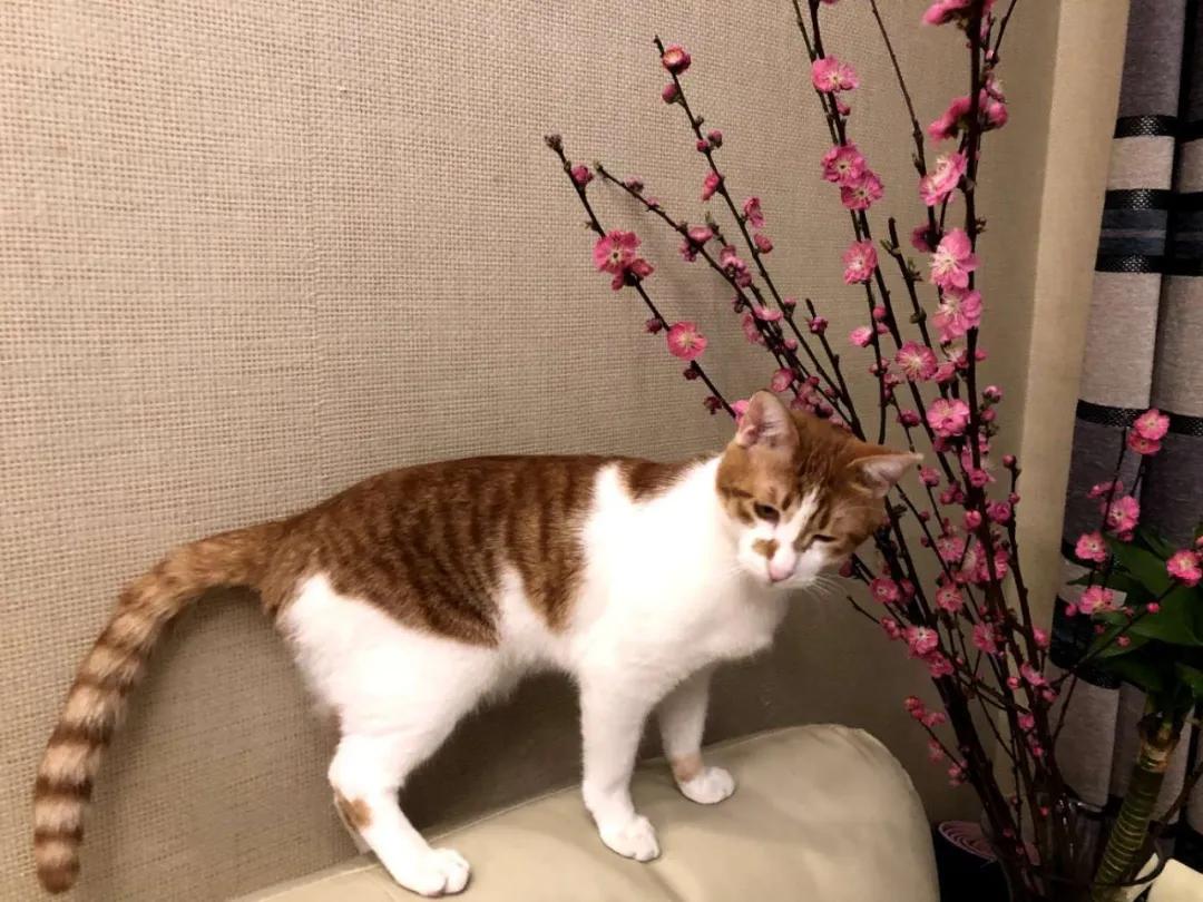 跟着我们猫狗大联盟，你会有喵的！黄阿姨猫咪领养专场