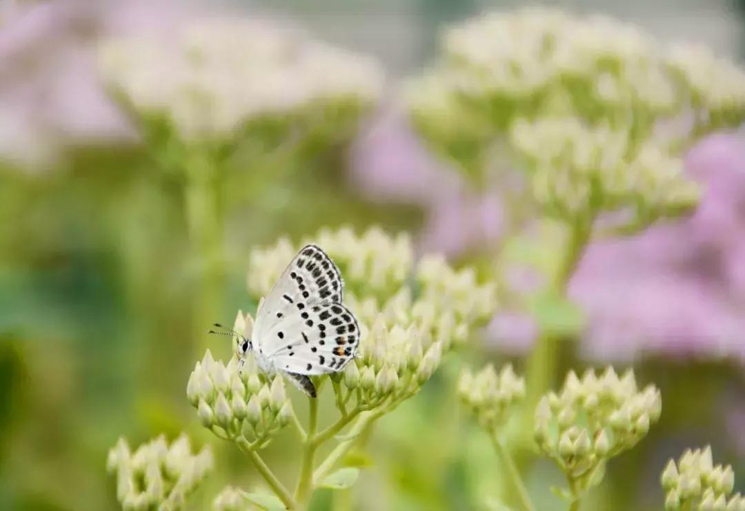梦游吃什么药调理,成人梦游最佳调理方法