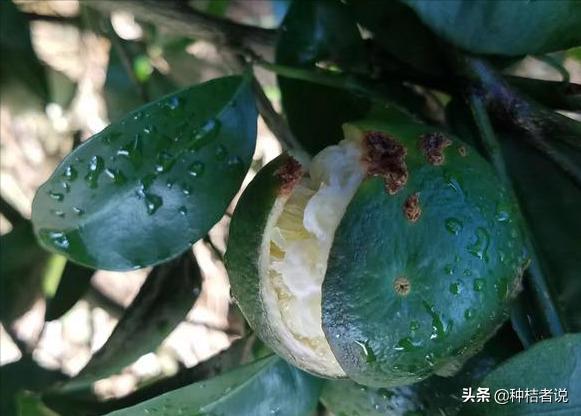 无核黄皮幼果管理,人工疏除不良幼果