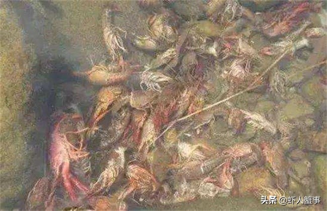 小龙虾养殖：莫名其妙出现死虾？多半是池塘里的这四个杀手作祟！