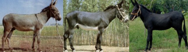 中国武备*物文**中的异域元素：印度梵文，波斯镔铁，非洲驴骡运军粮