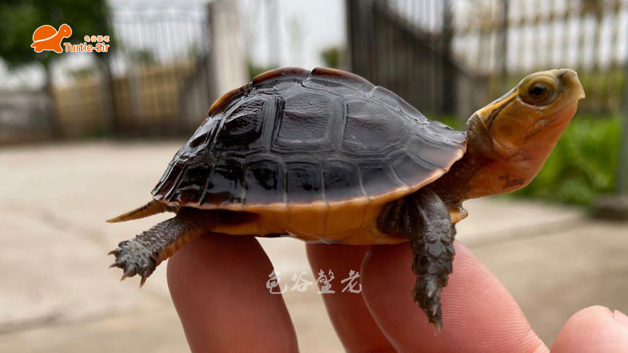 黄缘龟壳越养越淡,黄缘龟裙边甲颜色淡