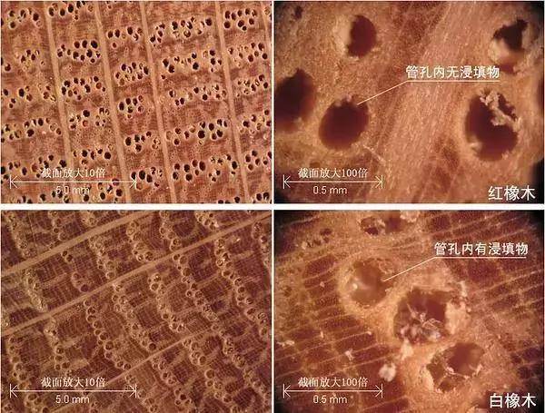 怎么区分白橡还是红橡,怎么区分红橡还是白橡