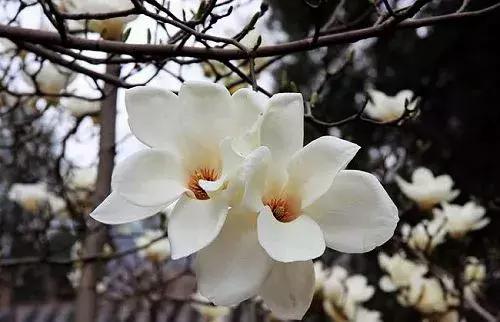 最适合赏花的花,视觉盛宴五种赏花名花供您选择