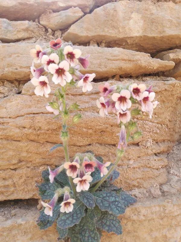 手拍世界,手拍世界作品专集