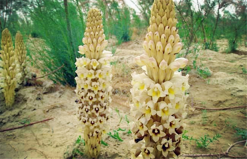 *疆新**沙漠有种昂贵的植物，开花像一座小宝塔，寄生在红柳根部