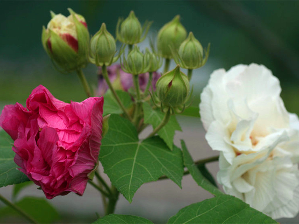 十月花神木芙蓉，凄美的故事打动了无数人，养护注意事项很多
