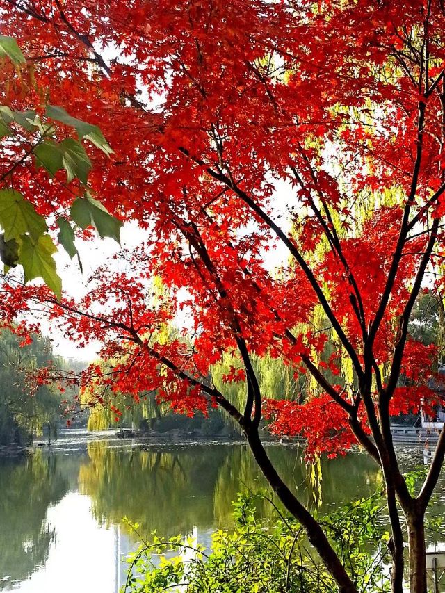 学英语有用吗视频,学英语最好用的app