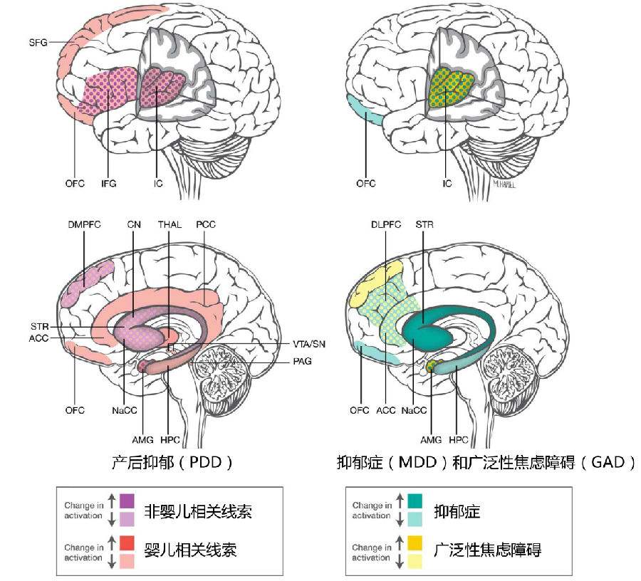 吃好喝好也能预防产后抑郁！产后妈妈不妨尝试一下地中海饮食