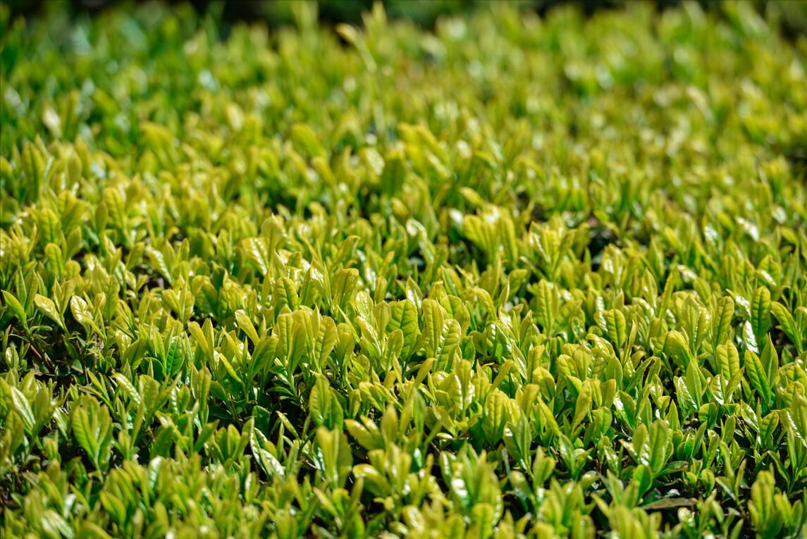 宋代茶文化说说,宋代茶文化