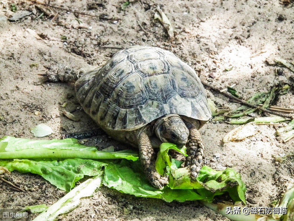神龟虽寿犹有竟时解释,神龟虽寿犹有竟时什么意思