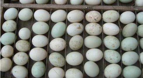 螺纹蛋形成原因,鸭子产蛋有螺纹是什么原因