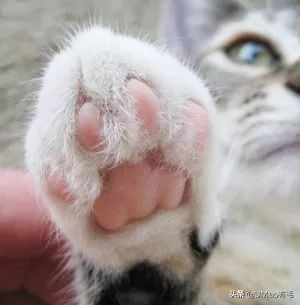 脚毛太长要刮掉吗,脚毛太长了能不能刮