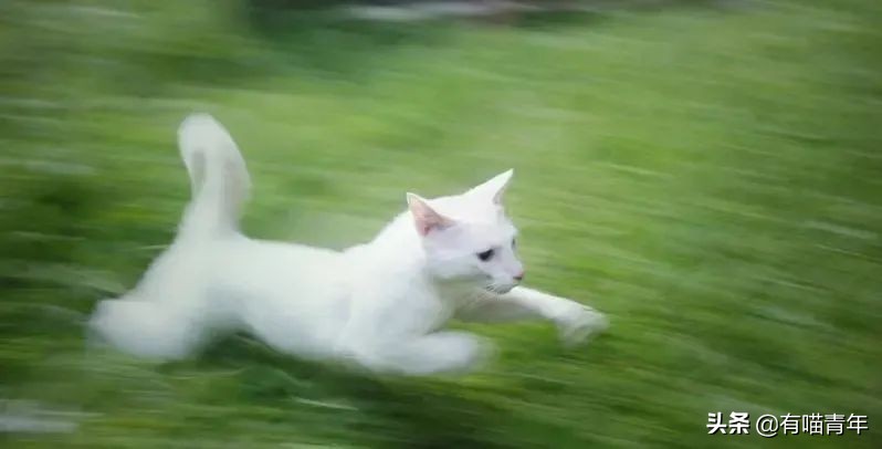 猫咪拉屎姿势好笑,猫咪拉屎搞笑表情