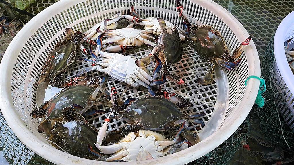 丹东蟹子哪里买今年,丹东最便宜的蟹子