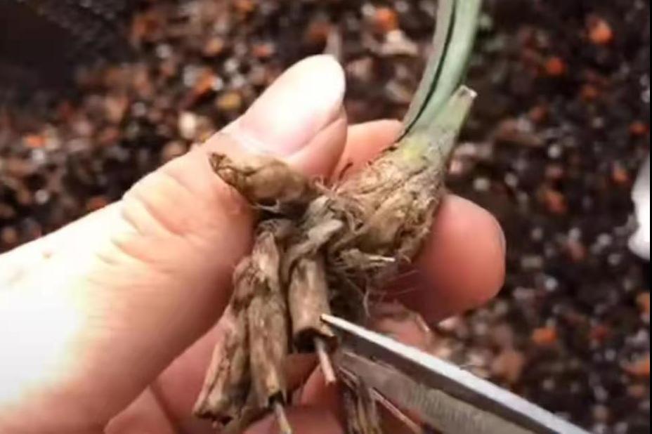 兰花烂根有什么方法可以救,兰花烂根怎么办才能快速恢复