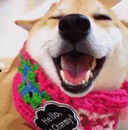 怎么正确的撸狗狗,怎么撸狗才能让狗狗更喜欢你