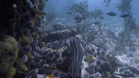 人鱼情未了在线阅读,人鱼情未了电视剧免费观看