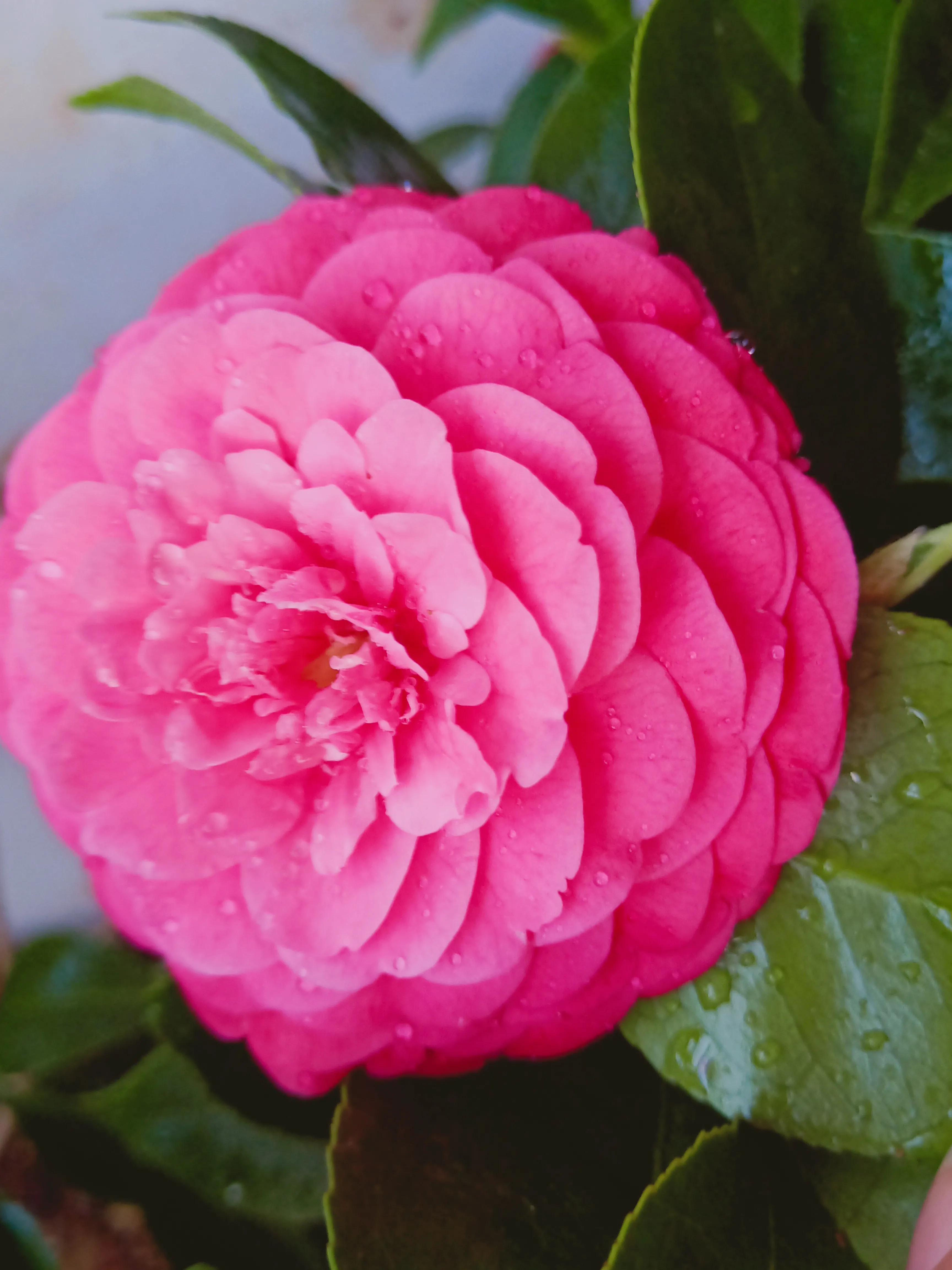 茶花状元红与六角大红区别,茶花状元红花期有多长时间