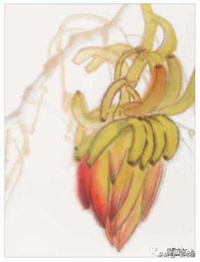 芭蕉叶画法教程,国画芭蕉画法视频