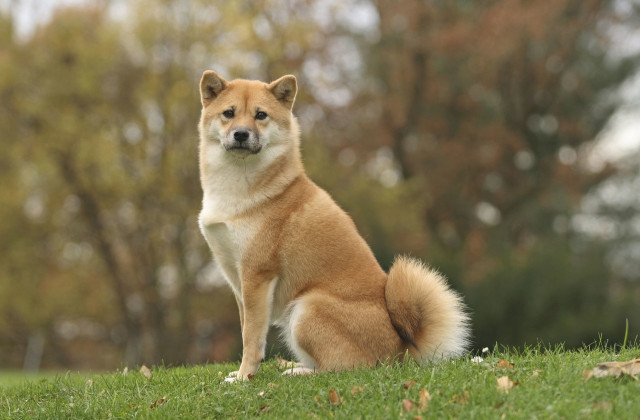 养狗狗需要注意的常识,养狗狗需要注意哪些细节