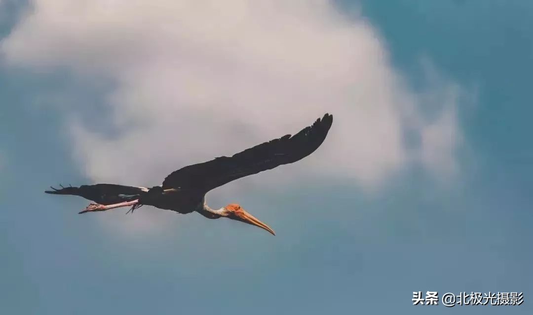 拍摄鸟类照片技巧,拍摄鸟儿照片技巧