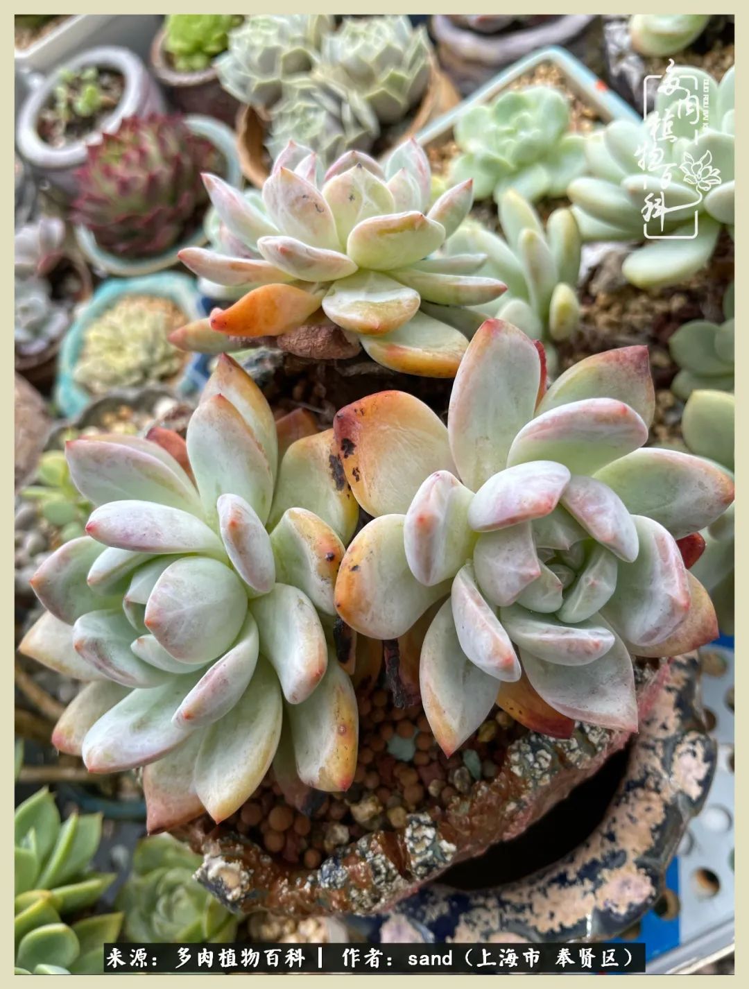 多肉垂落下去该怎么办,多肉在三伏天怎么度夏