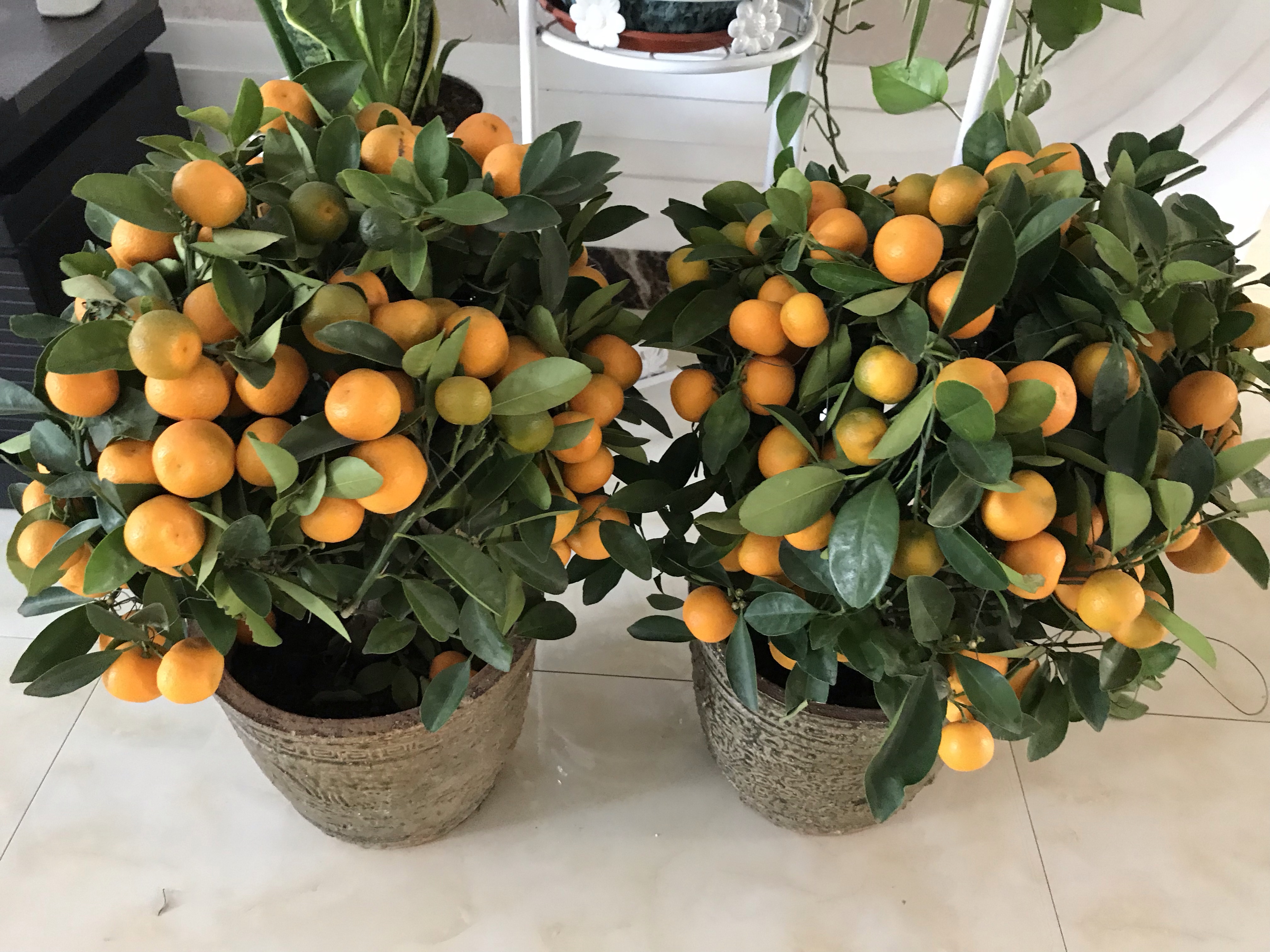 盆栽金桔掉叶是怎么回事,家庭盆栽金桔卷叶掉叶怎么回事