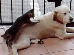 猫咪马杀鸡的视频,猫咪马杀鸡需要办卡吗