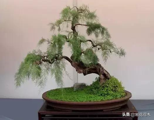 岗松盆景移栽,岗松盆景风景