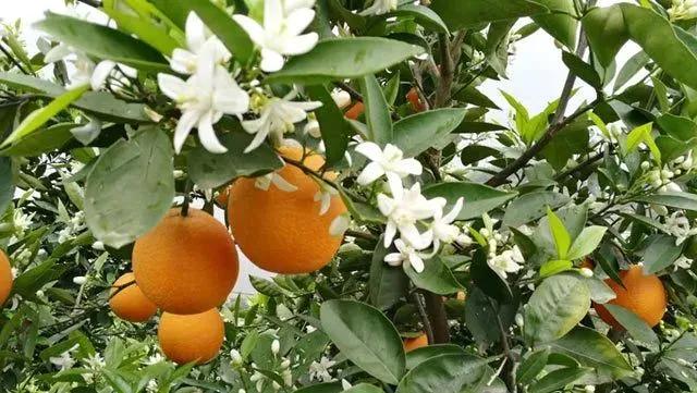 六月吃哪三种水果,5月多吃这些水果营养又健康