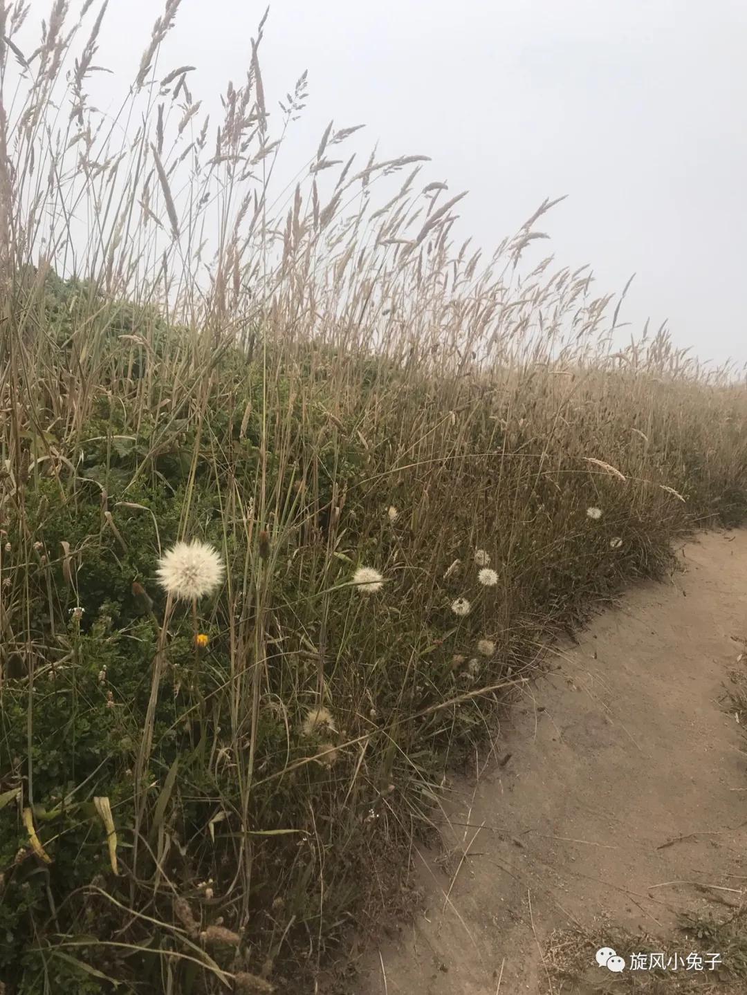 加州沿海1号公路自驾游散装系列（一）：阳光北加的金山依旧