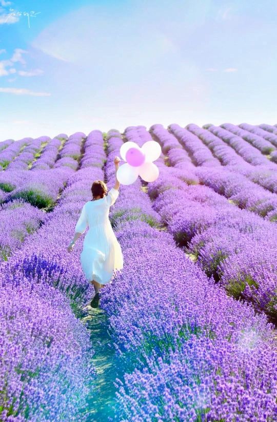伊犁最美薰衣草在哪里啊,伊犁薰衣草花海全面绽放