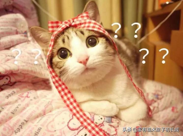 如何对付怀孕母猫,如何化解老婆和家人矛盾