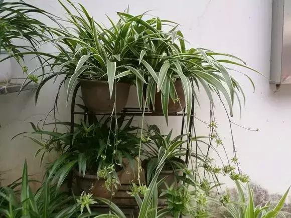 家养绿萝盆里的土越来越少怎么办,土养的绿萝要怎么样才不会黄叶子