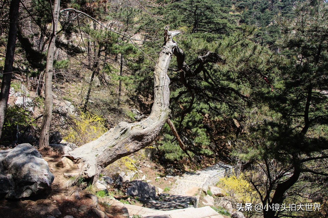 泰安泰山区天烛峰路,山东泰安泰山风景区天烛峰
