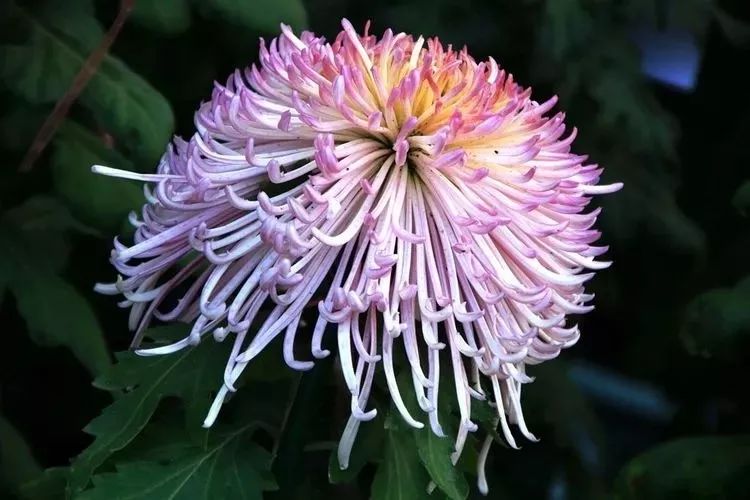 花中四君子菊花,花中四君子菊花的简介