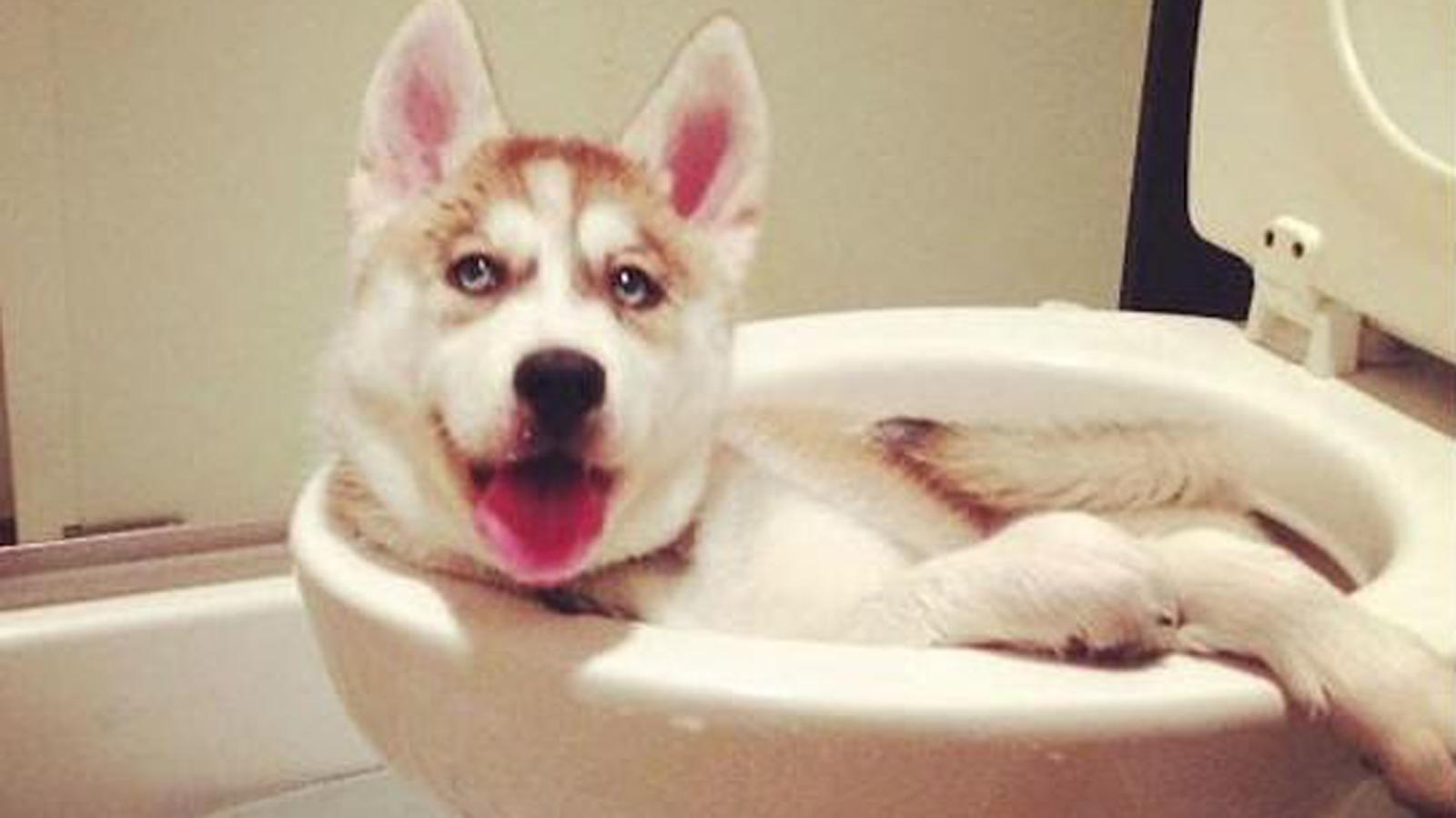 狗体臭,狗体臭是什么原因引起