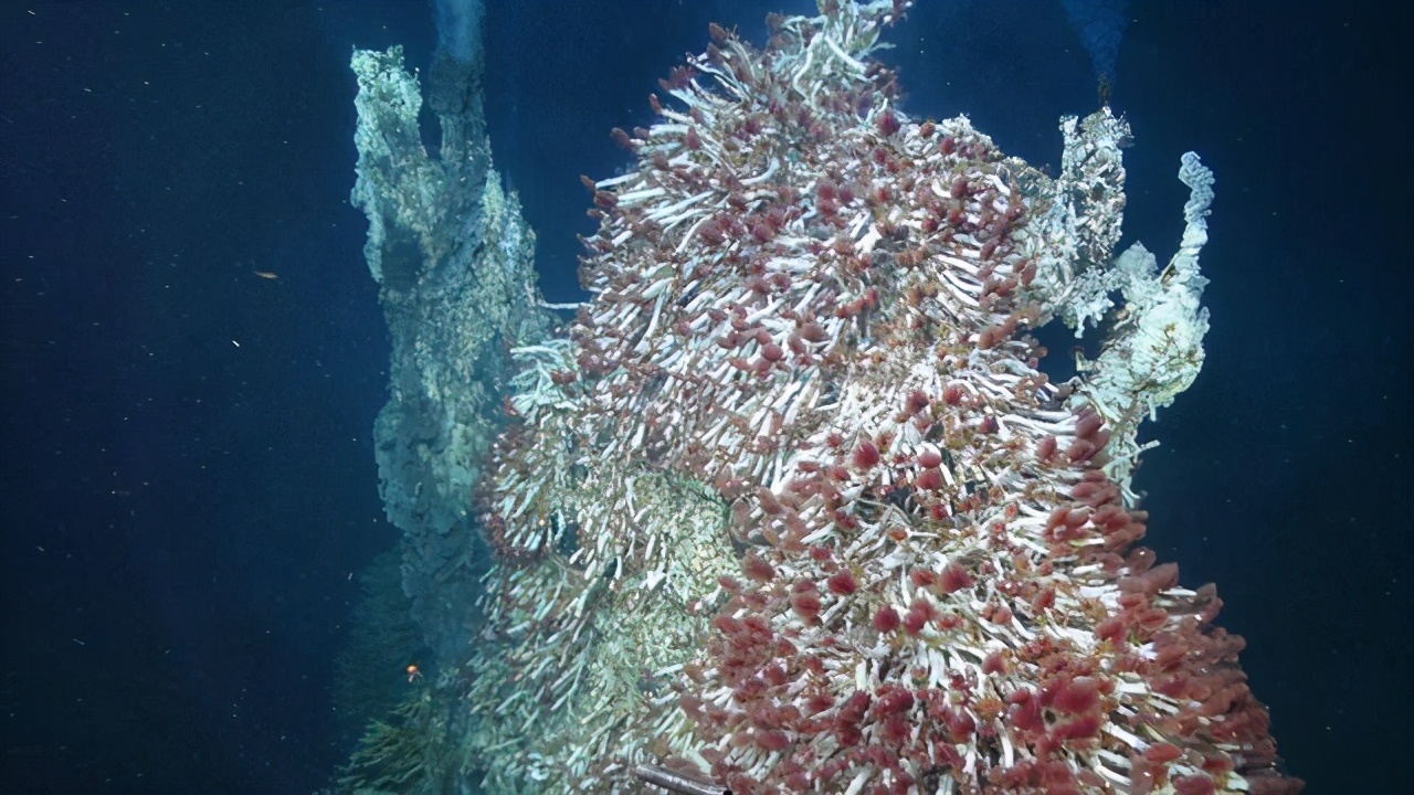 海底400度火山口的虾上岸,生活在海底温度最高的虾