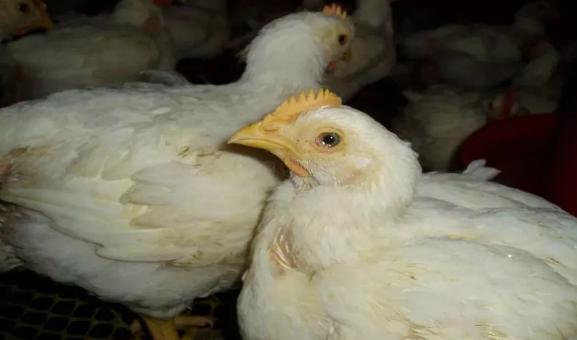 鸡感冒到底是怎么回事？今天咱们就把感冒说清楚