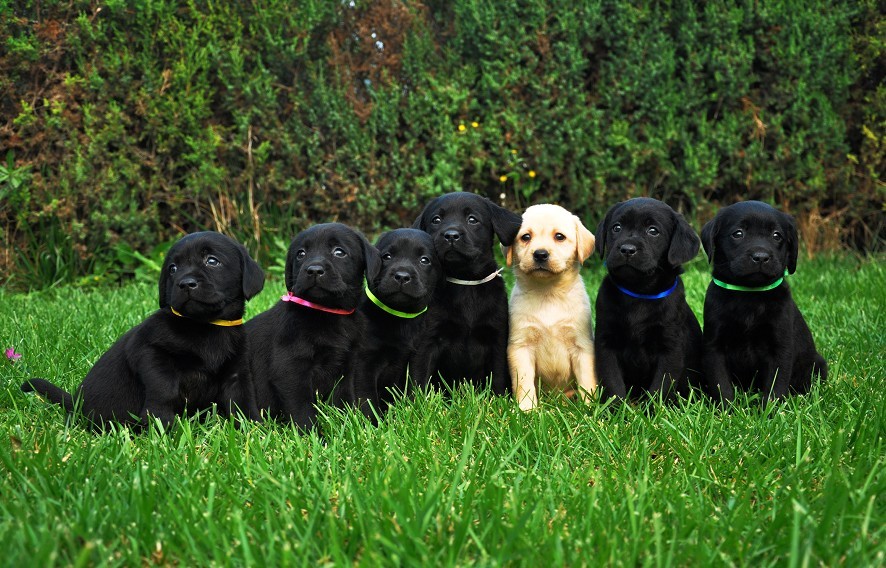 拉布拉多穿衣服可以减少掉毛吗,边牧和拉布拉多哪个掉毛严重