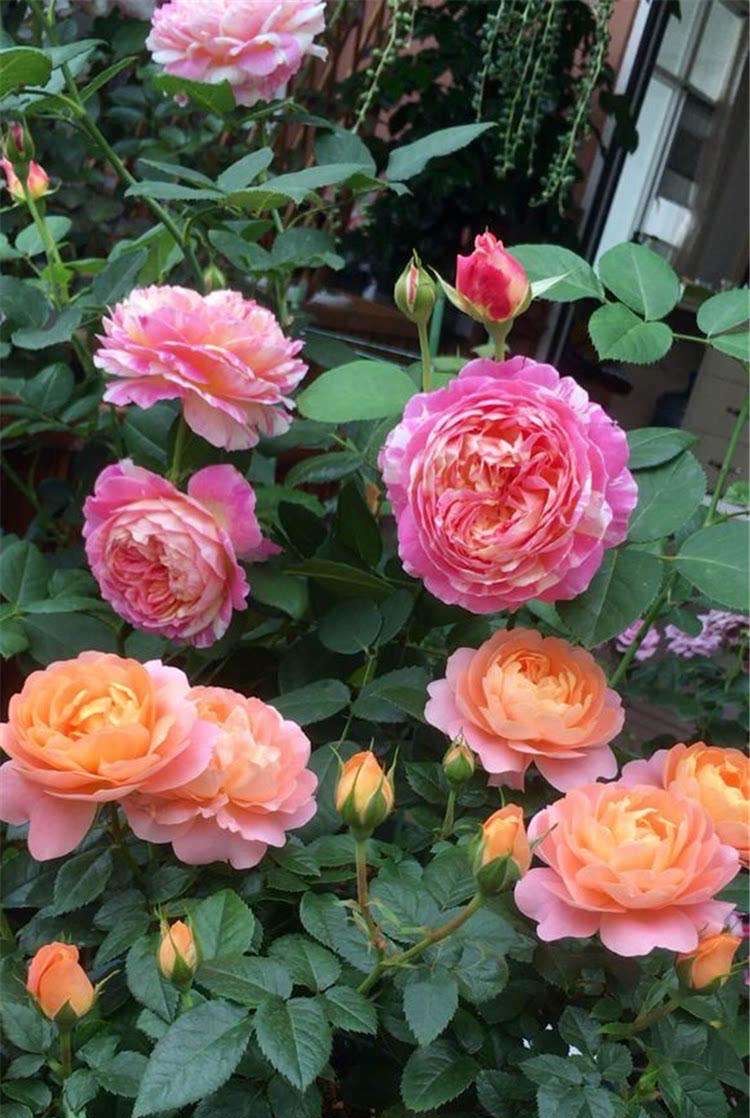 一年四季都适合种的花好养,好养的花有哪些适合一年四季养