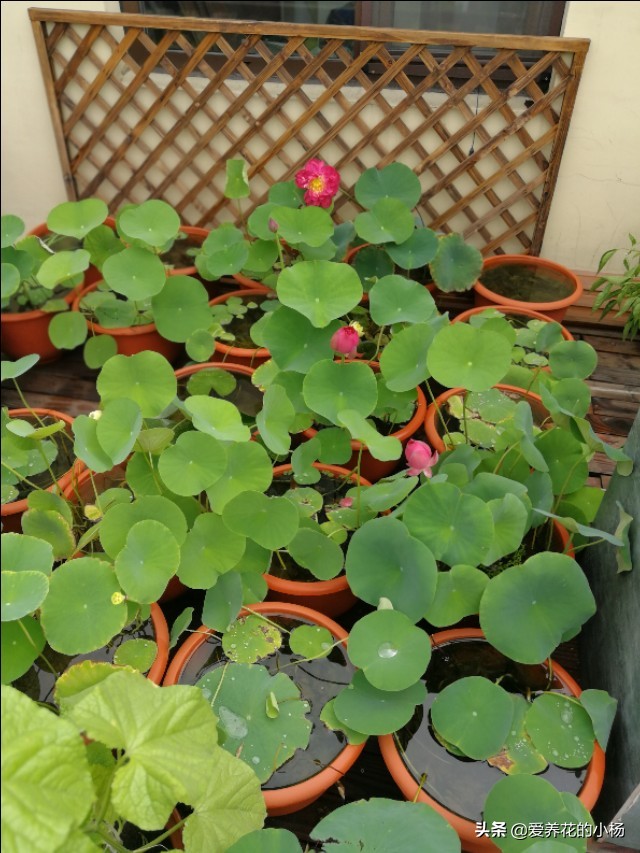 如何种植一盆漂亮的荷花，小杨有话说