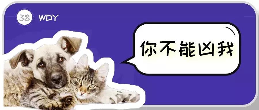 猫和狗打了疫苗咬了人有事吗,猫已打狂犬疫苗被抓伤后需打针吗