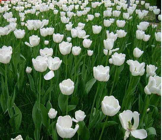 云南野水仙花,云南野的水仙花