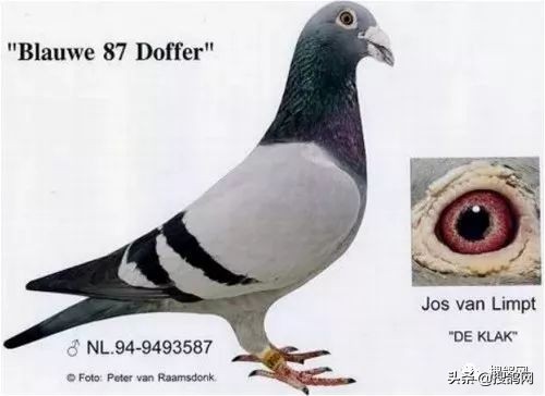 克拉克黄金鸽子,克拉克黄金种鸽图